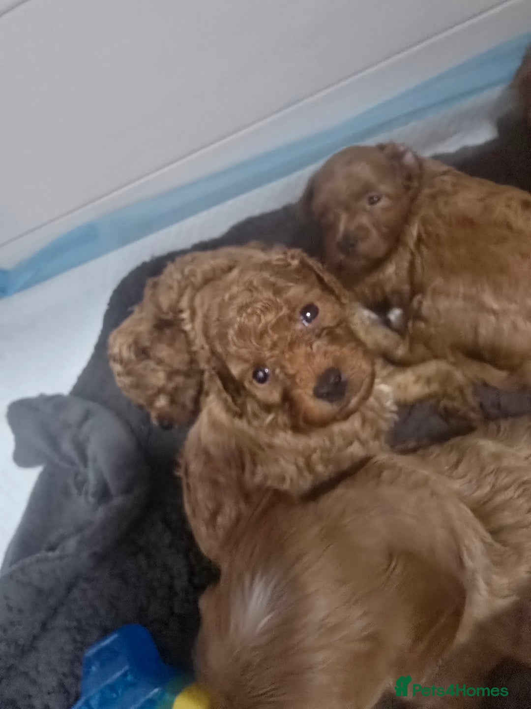 Cavapoo dogs for sale: Miniature F1B Cavapoo puppies 1 Left - Image 29
