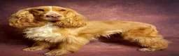 Cocker Spaniel dogs for sale: KC Registered working Cockers pups - Advert 5