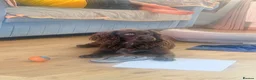 Cocker Spaniel dogs for stud: Giggly in Weston-super-Mare - Advert 2