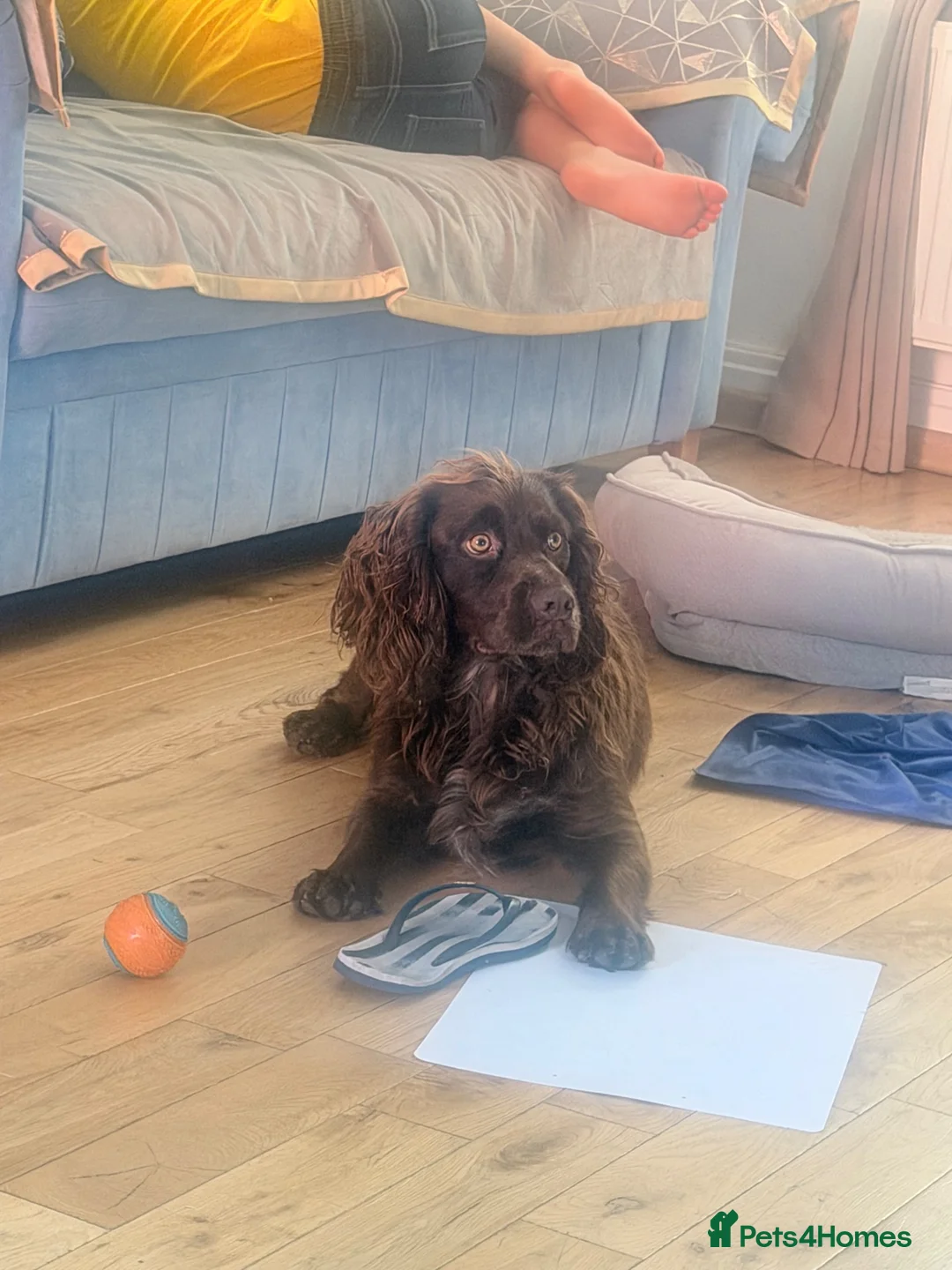 Cocker Spaniel dogs for stud: Giggly in Weston-super-Mare - Advert 2