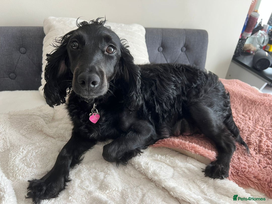 Cockapoo dogs for sale: Adorable Cockapoo puppies waiting for You!  - Image 17