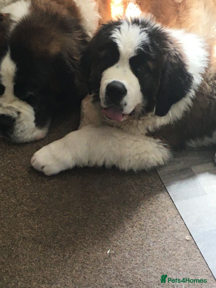 Saint Bernard dogs Rough Coated Pure St. Bernard male pup - Advert 1