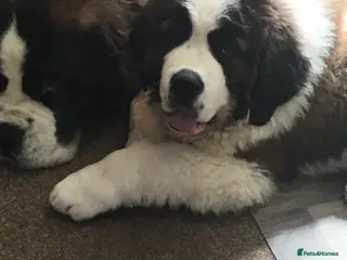 Saint Bernard dogs Rough Coated Pure St. Bernard male pup - Advert 1