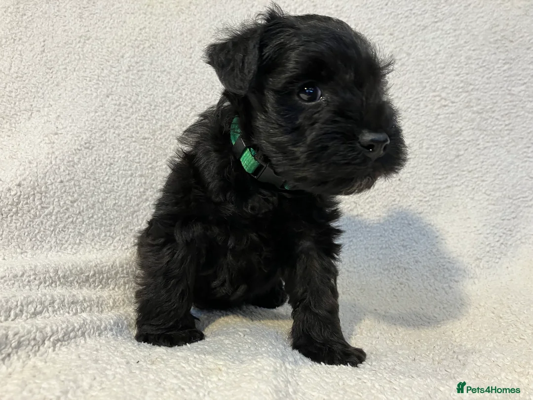 Miniature Schnauzer dogs for sale: Two Black Male Miniature Schnauzer puppies - Advert 2