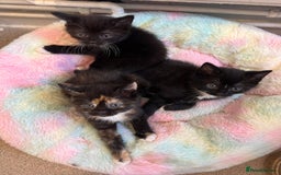 Mixed Breed cats for sale: 🚨Gorgeous babies for sale🚨 - Image 3