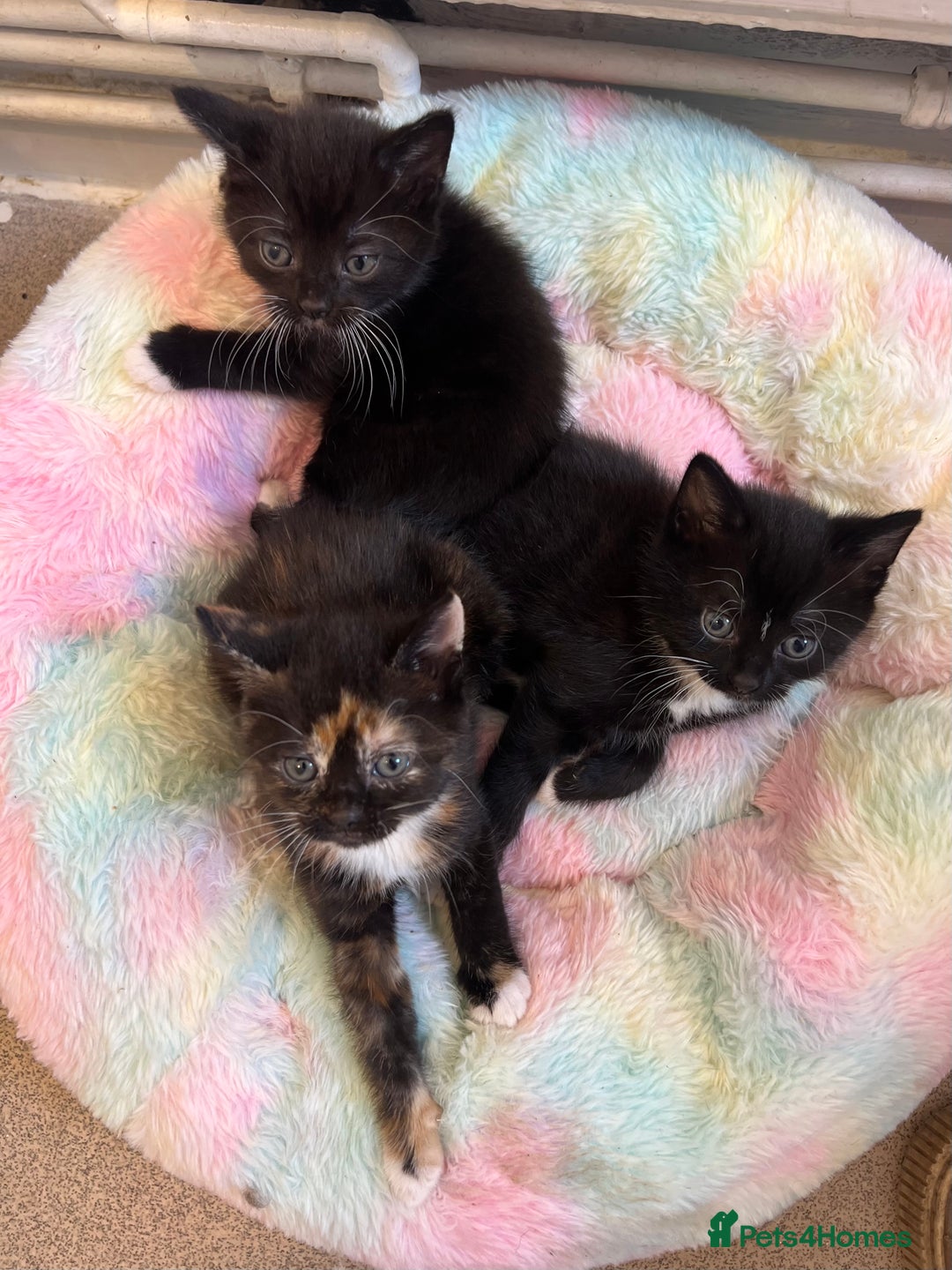 Mixed Breed cats for sale: 🚨Gorgeous babies for sale🚨 - Image 3