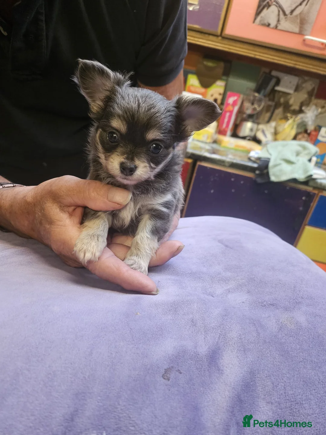 Chihuahua dogs for sale: Long haired chihuahuas - Advert 5