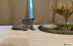 British Shorthair cats for sale: British Shorthair kittens Lilac/Blue 3 Girls 1 Boy - Image 1