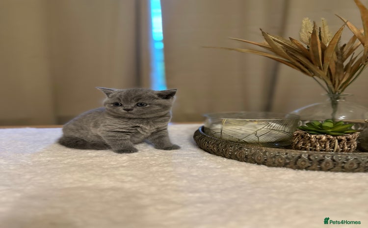 British Shorthair cats - Advert 16