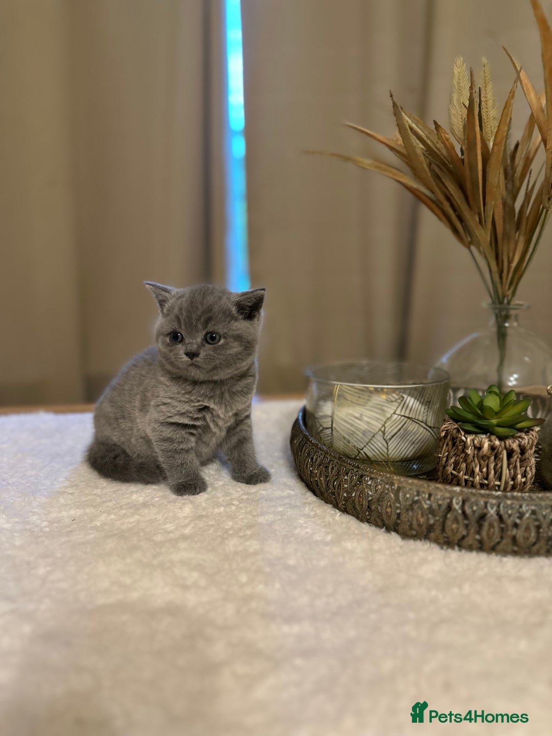 British Shorthair cats for sale: British Shorthair kittens Lilac/Blue 3 Girls 1 Boy - Image 1