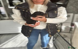 Miniature Dachshund dogs for sale: Miniature long-haired dachshunds - Image 23