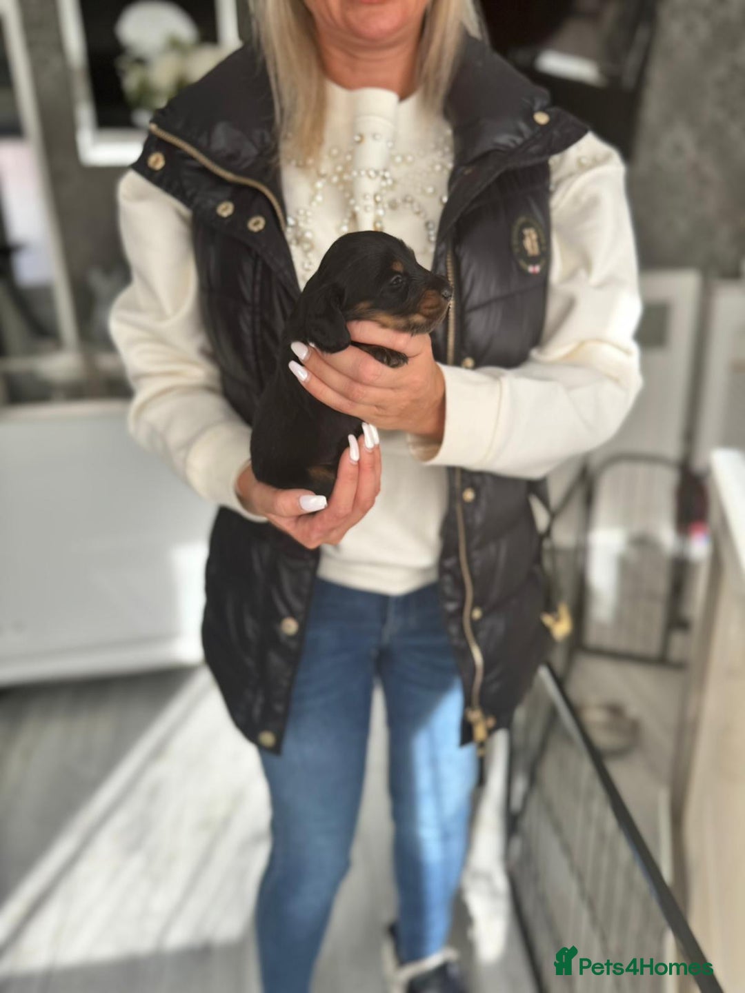 Miniature Dachshund dogs for sale: Miniature long-haired dachshunds - Image 23