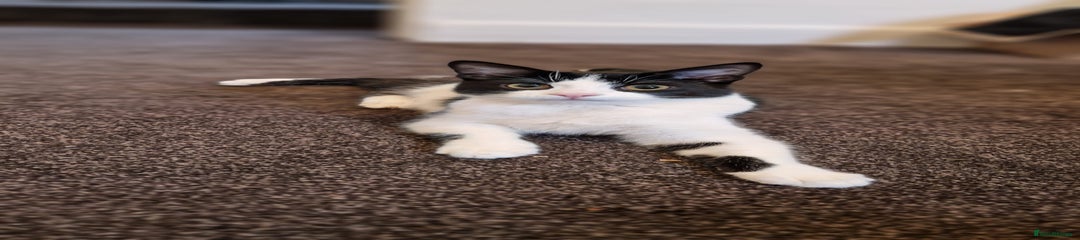 Pepper