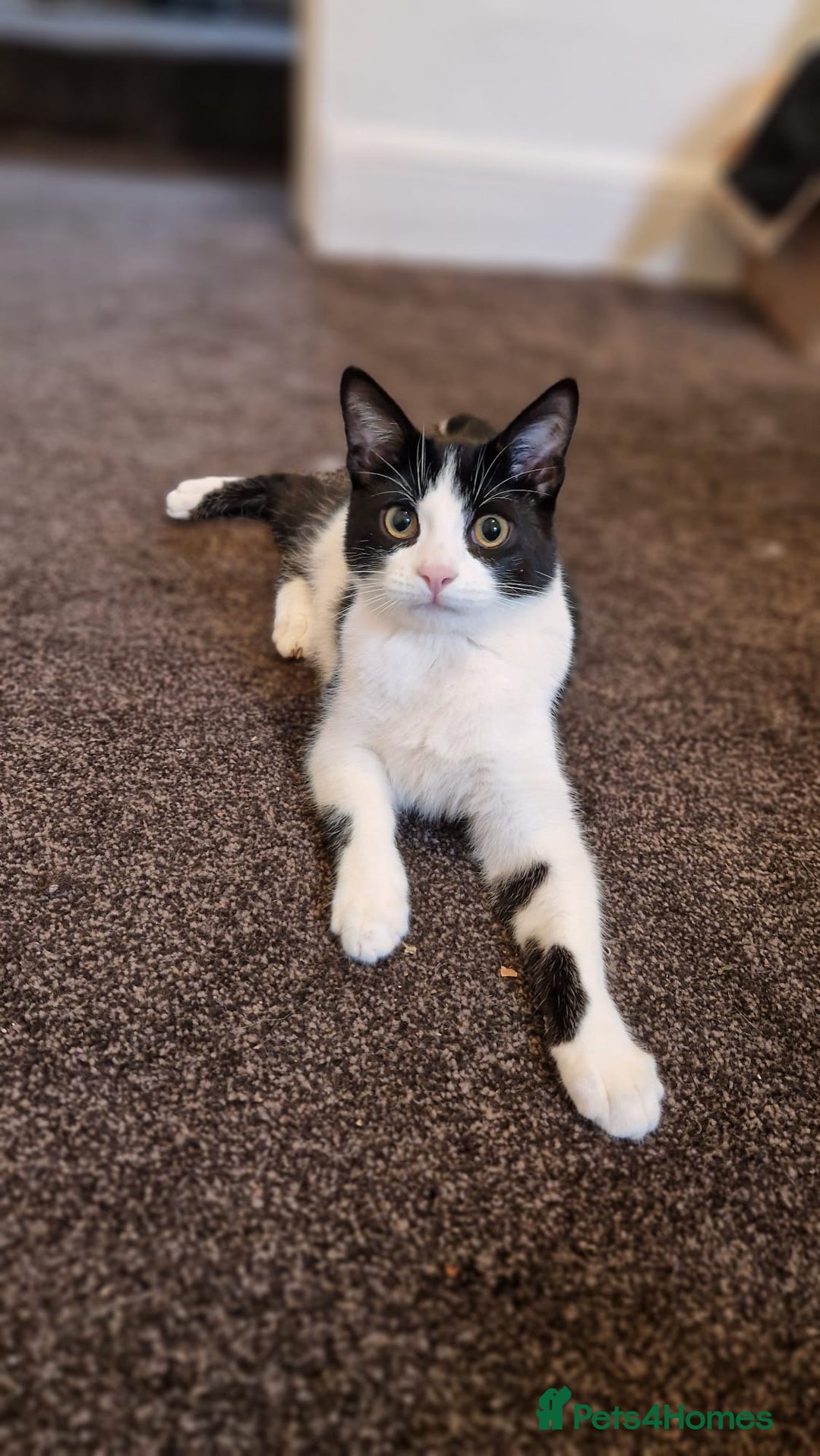 Bengal cats for sale: 🐾 Two Playful Tabby Male Kittens for Loving Homes - Image 2