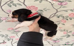 Basset Hound dogs for sale: Bassett hound puppies  - Advert 22