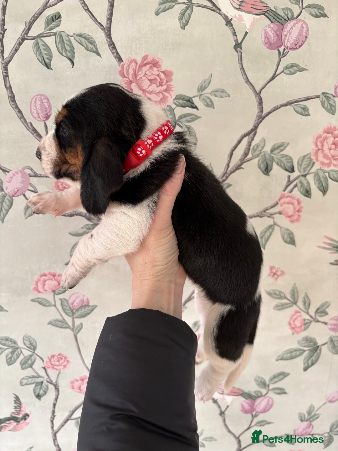 Basset Hound dogs for sale: Bassett hound puppies  - Advert 22
