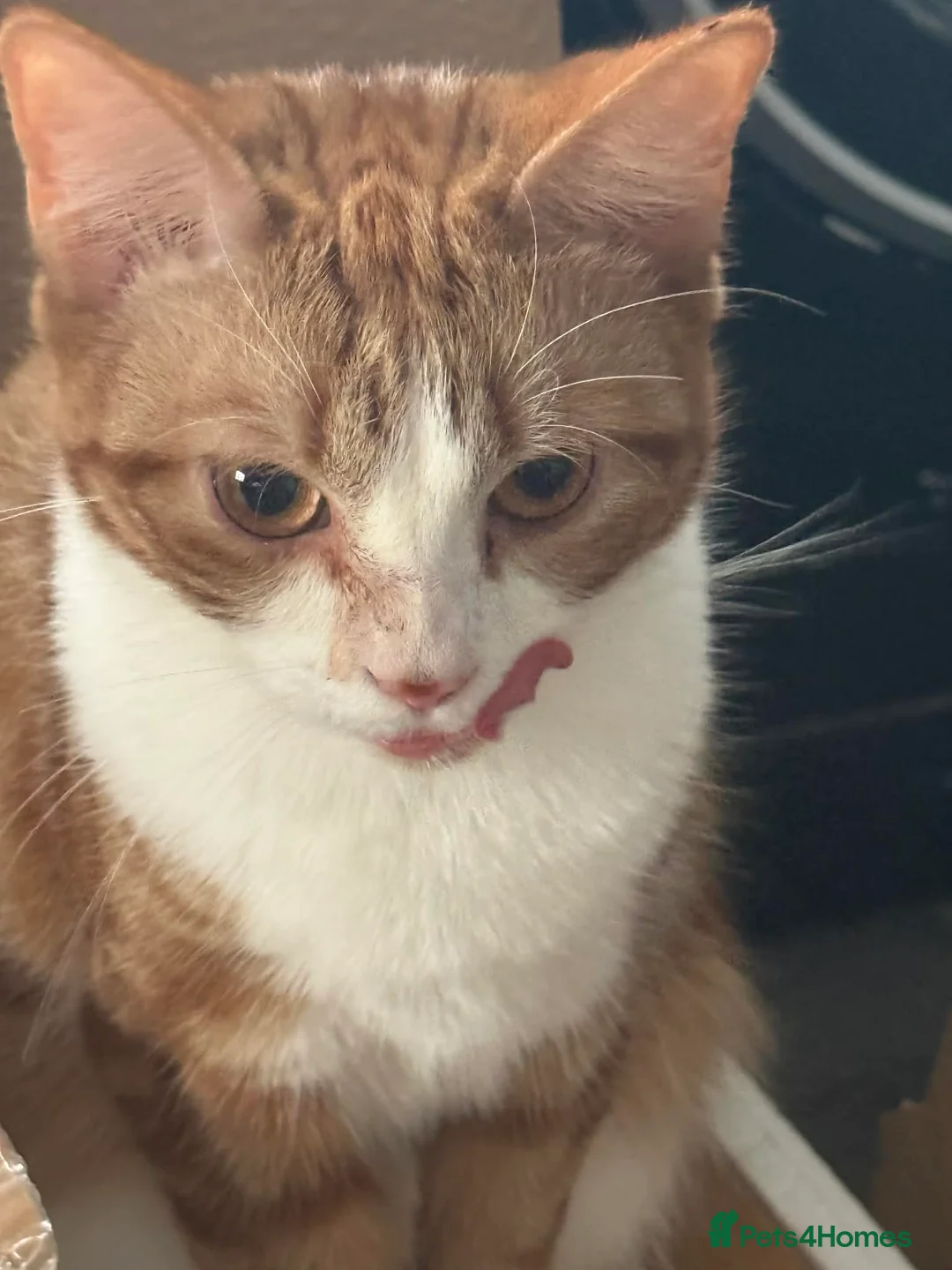 Mixed Breed cats for sale: Lexi  - Advert 2