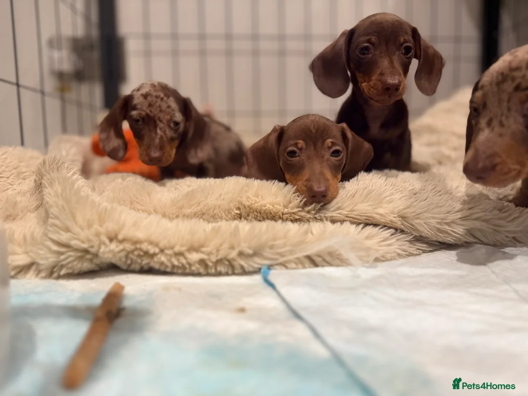 Miniature Dachshund dogs for sale: Beautiful Dachshund Male Puppies Ready now  - Advert 13