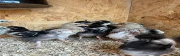 Mixed Breed poultry for sale: Rumpless Arucana Hen Polish, Brahma, silkie chicks - Advert 28