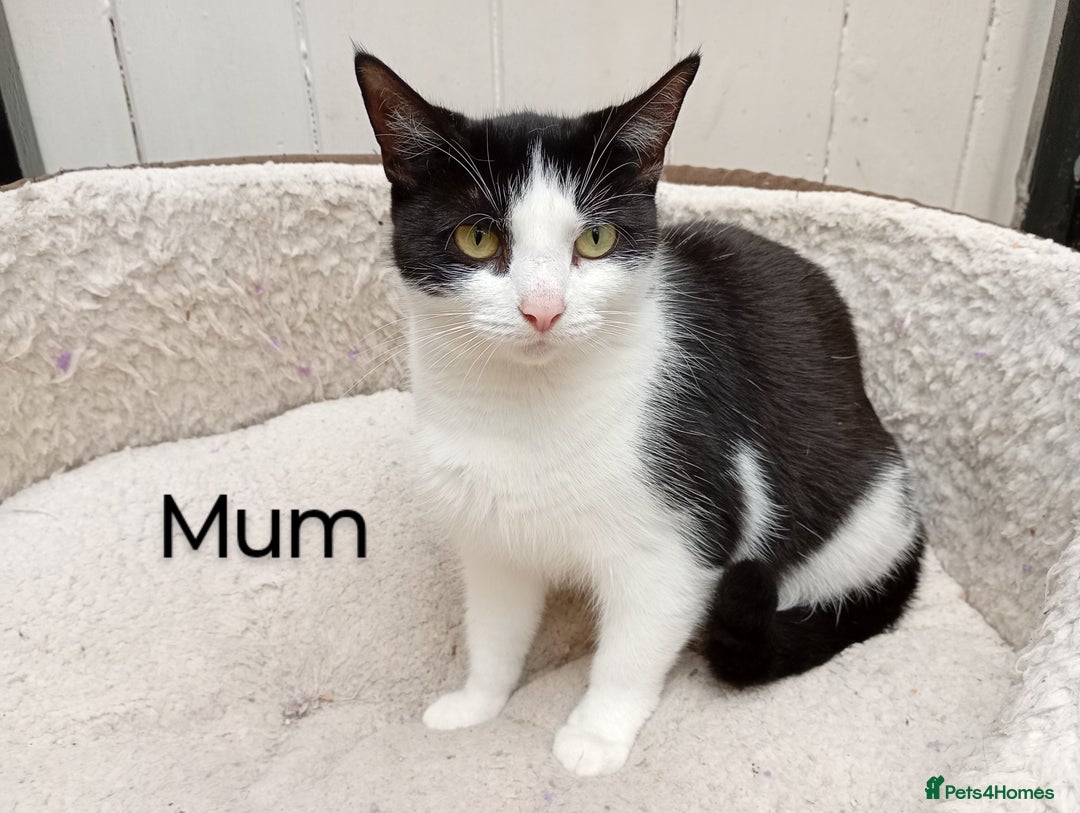 Mixed Breed cats for sale: Lovely playful kittens  - Image 6