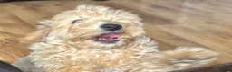 Cavapoochon dogs for sale: Super cute Cavapoochon’s ready now - Advert 5
