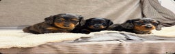 Miniature Dachshund dogs for sale: STUNNING LONG HAIRED KC MINI DACHSHUND PUPPIES - Advert 7