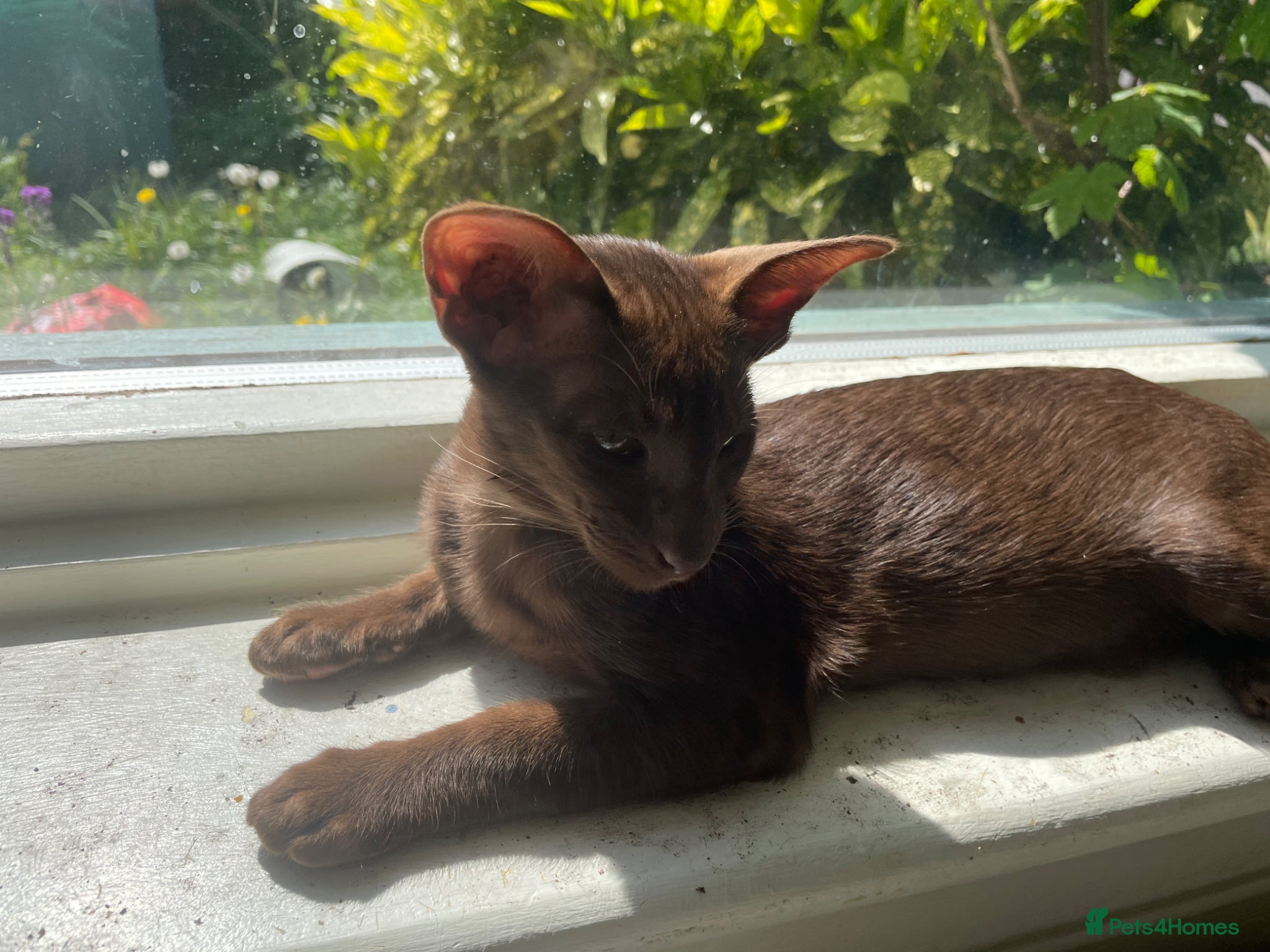 Oriental cats Stunning  Oriental kittens available - Advert 2