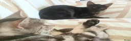 Mixed Breed cats for sale: Maine Coon x Marble Bengal kittens, mixed breed - Advert 17