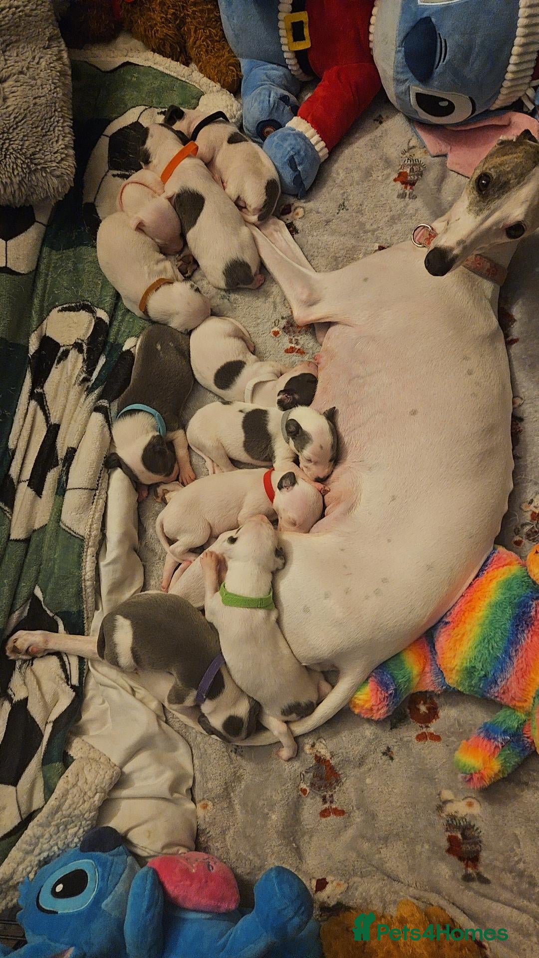 Mixed Breed dogs Whippet staffy puppies 4boys 4 girls  - Advert 2