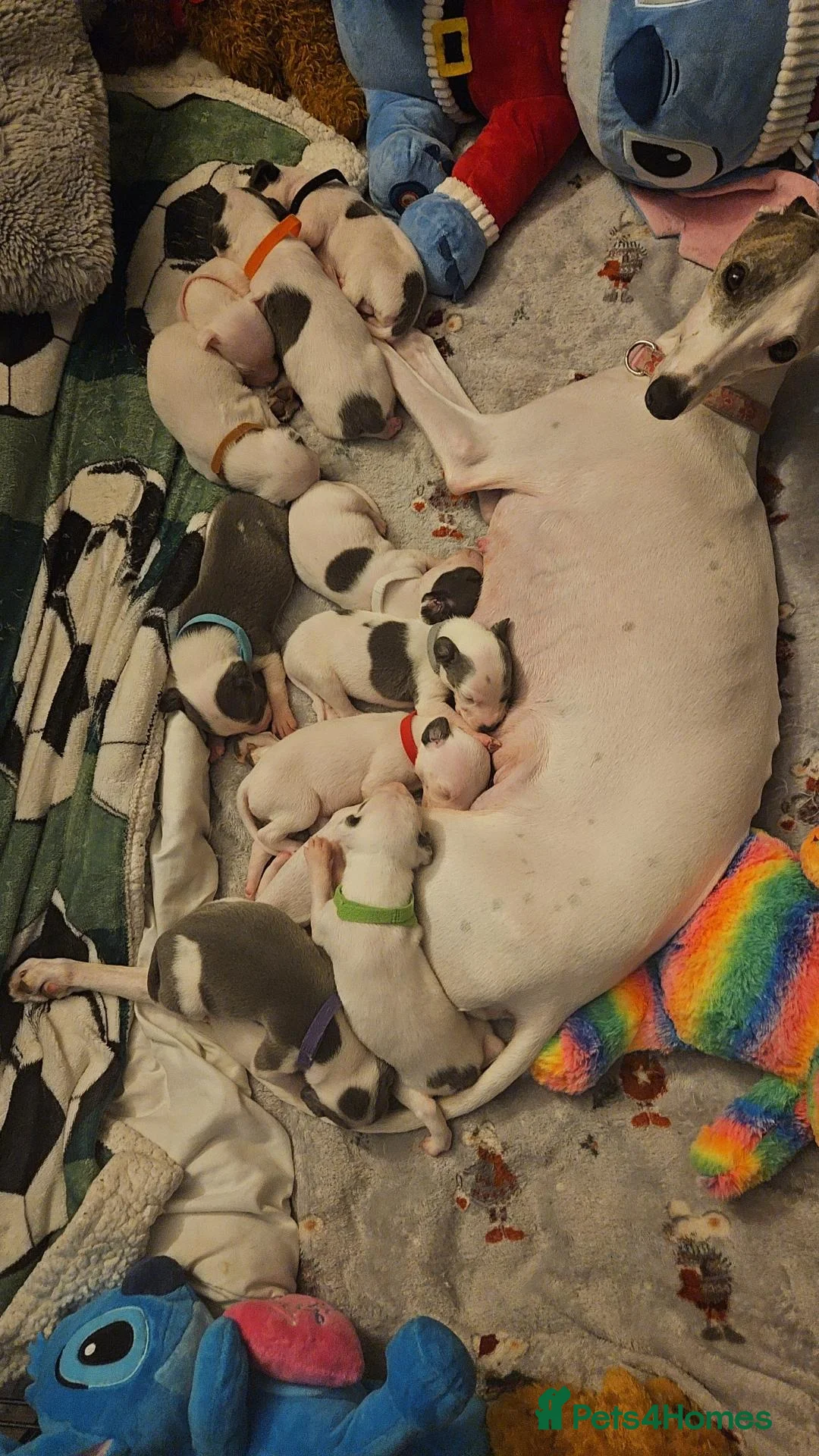 Mixed Breed dogs for sale: Whippet staffy puppies 4boys 4 girls  - Advert 1