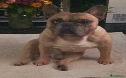 French Bulldog dogs for stud: MALE FRENCH BULLDOG FOR STUDDING  - Image 2