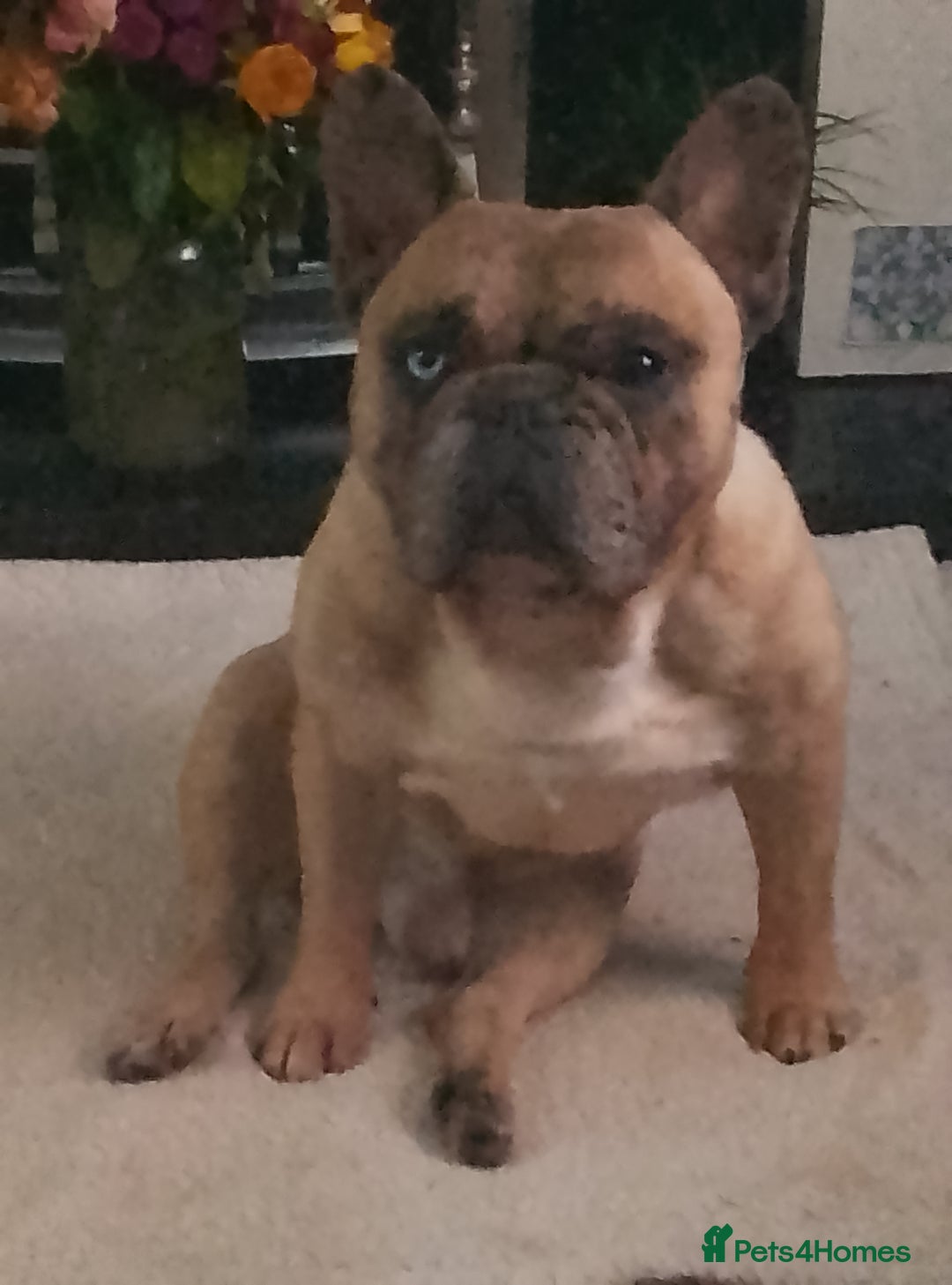 French Bulldog dogs for stud: MALE FRENCH BULLDOG FOR STUDDING  - Image 2