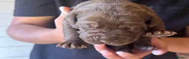 Bandog 2