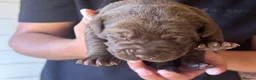 Bandog dogs for sale: Bandogge pups  - Advert 29