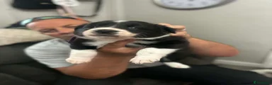 Border Collie Puppy 3