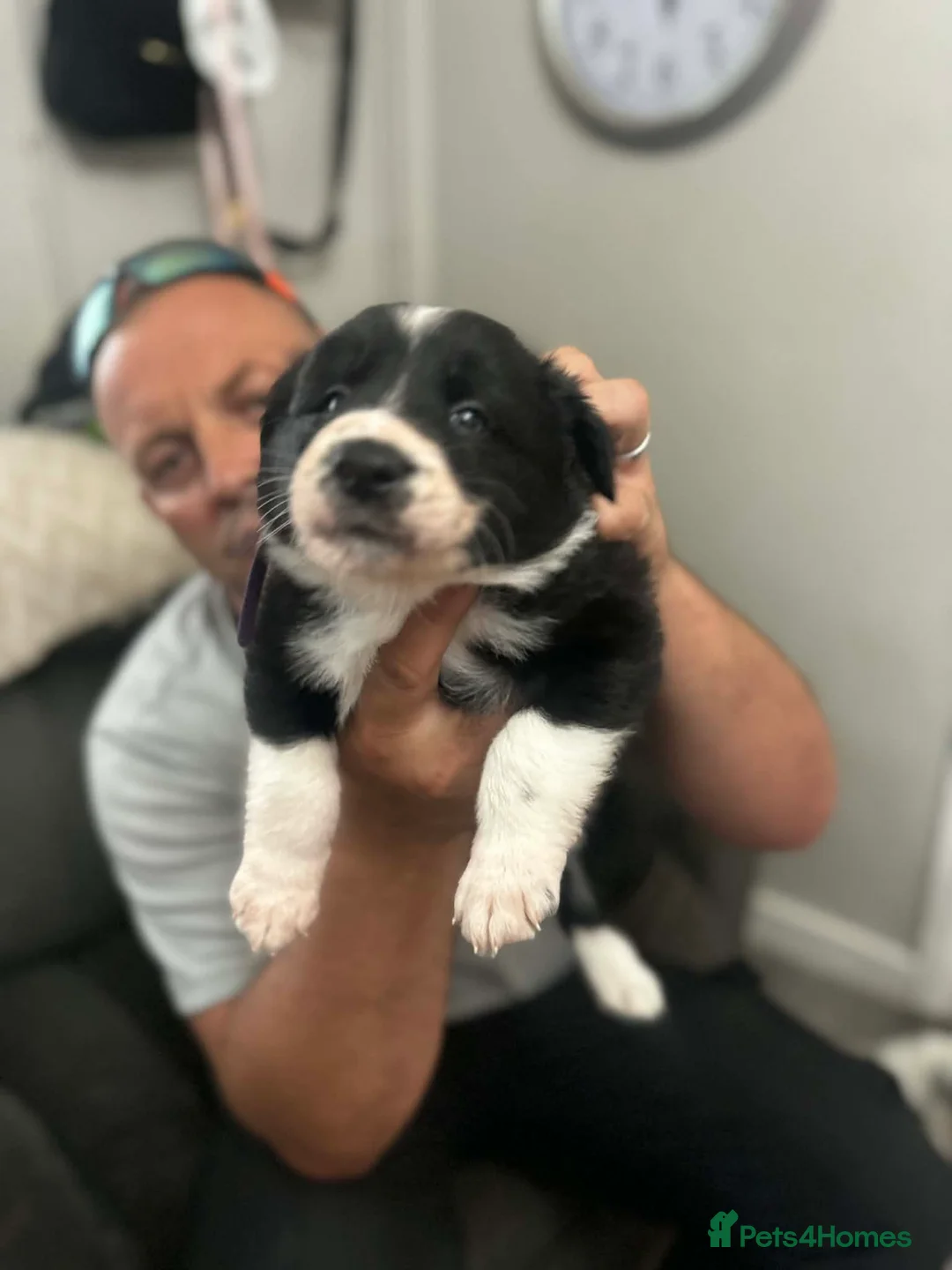 Border Collie dogs for sale: Border collie pups - Advert 2