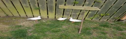 Ducks poultry for sale: Trio white call ducks  - Advert 5