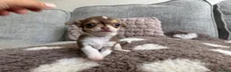 Chihuahua dogs for sale: 🐶Tiny exquisite RARE blue, Lilac & Chocolate Tri  - Advert 15