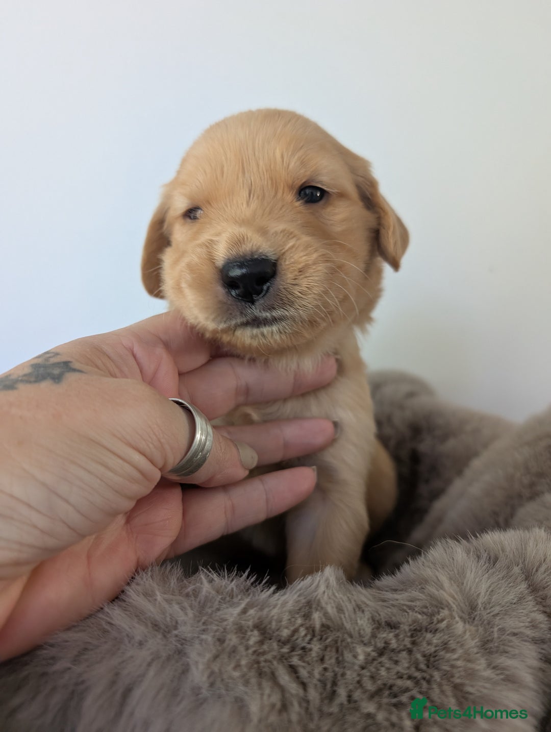 Golden Retriever dogs for sale: Beautiful Golden retriever puppies  - Image 12
