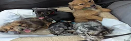 Miniature Dachshund dogs for sale: Miniature Dacshund Puppy Available - Advert 5