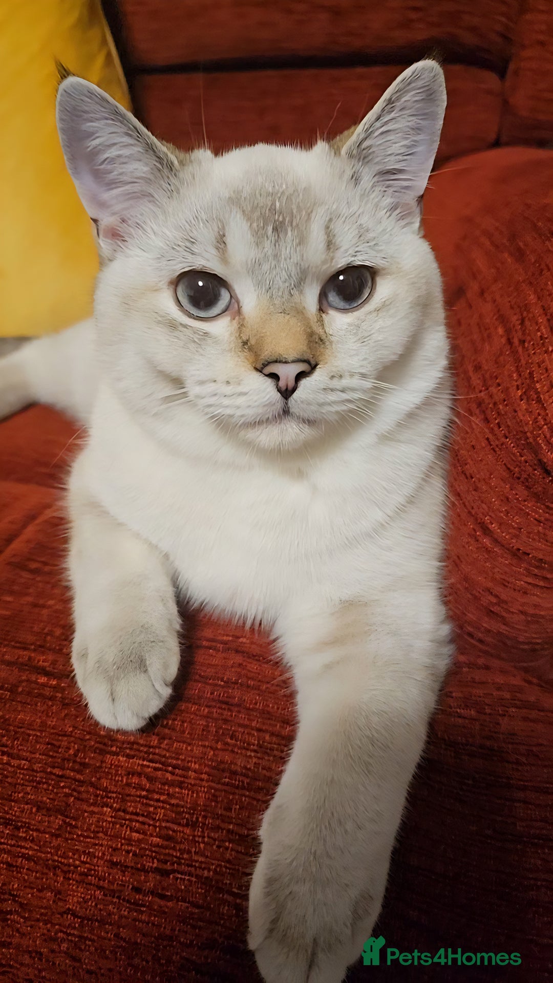 Scottish Fold cats for sale: 😸 Scottish Fold pedigree kittens😸 - Advert 6
