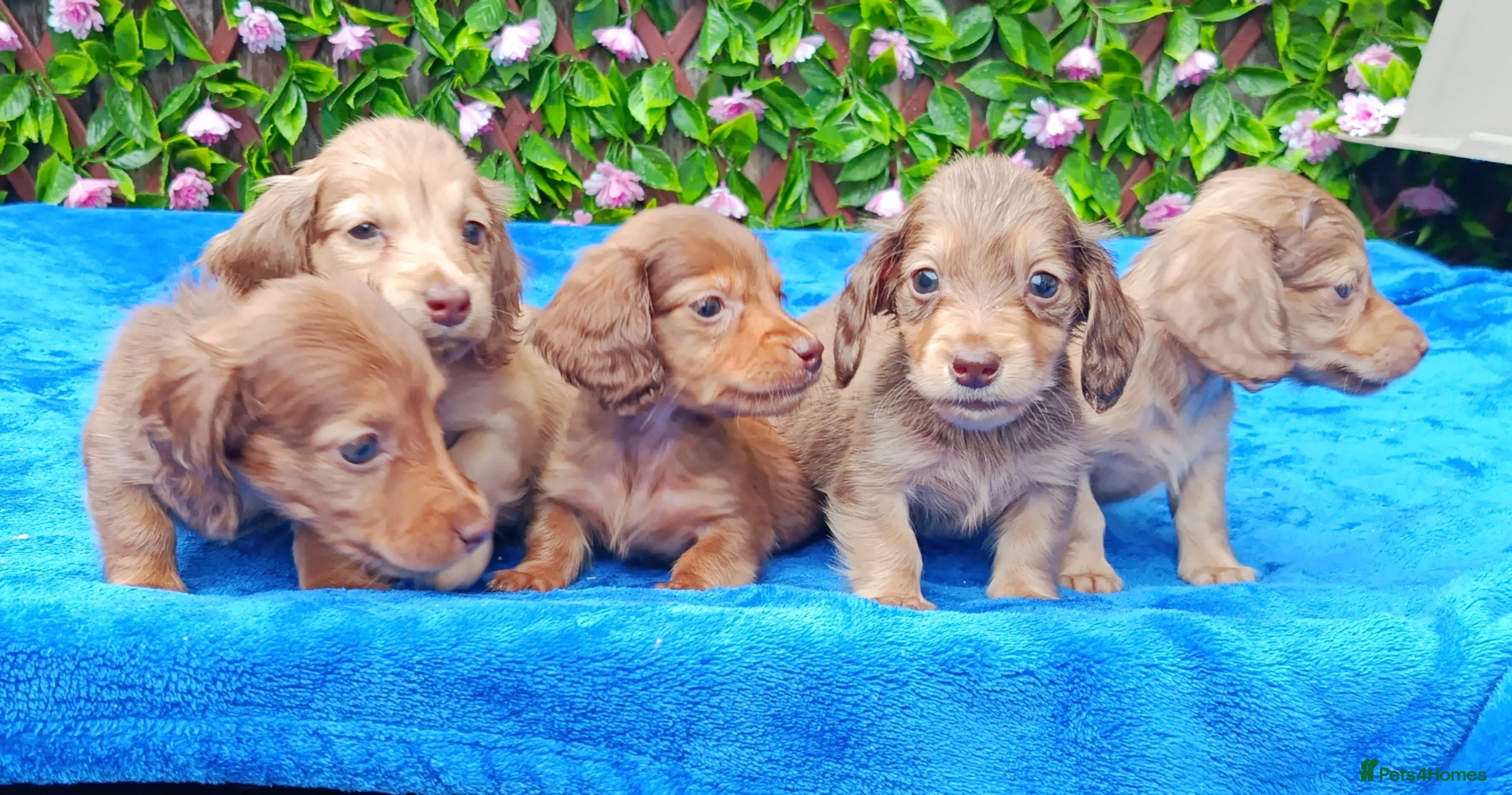 Miniature Dachshund dogs LONG HAIRED SHADED CREAM MINI KC REG PRA CLR - Advert 5