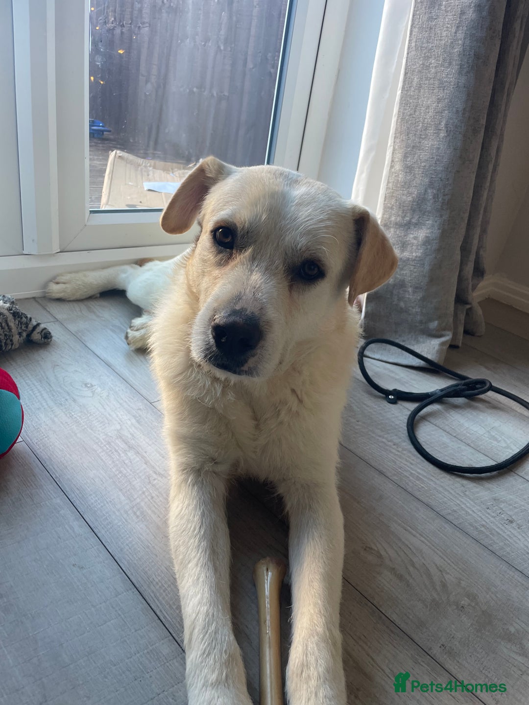 Mixed Breed dogs for sale: Casper - Labrador mix - Image 2