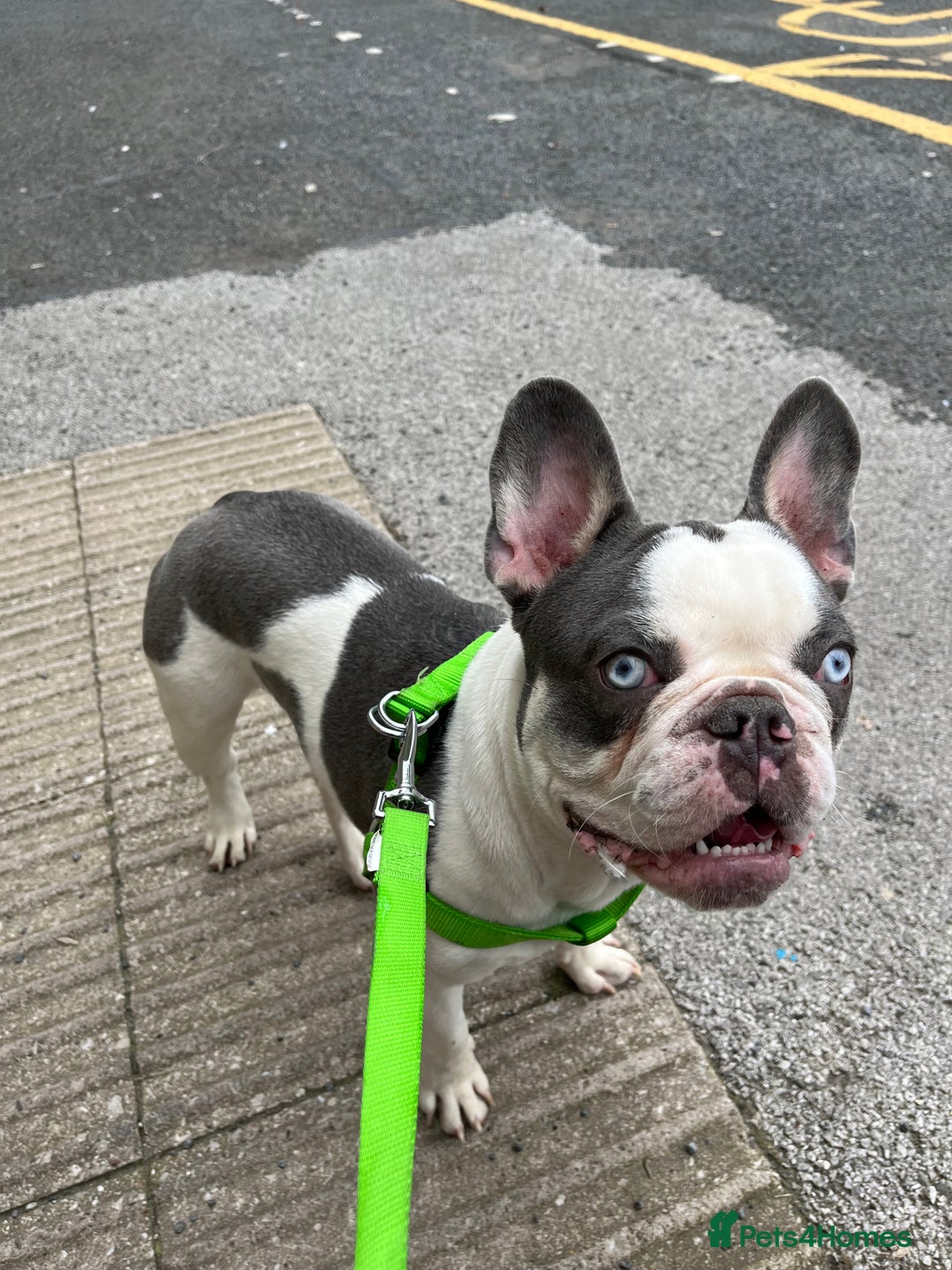 French Bulldog dogs for sale: Male French Bulldog - Image 4