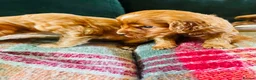 Cocker Spaniel dogs for sale: Cocker Spaniel Puppies in Durham - Advert 4