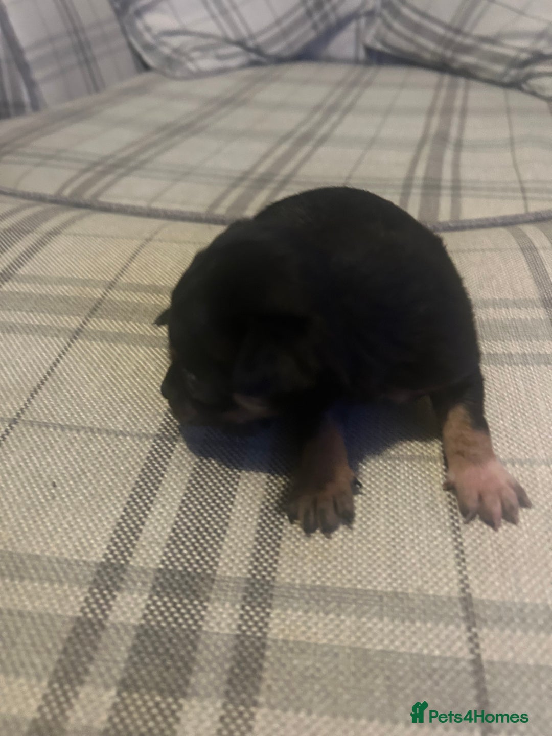 Chihuahua dogs for sale: Perfect Chihuahua pups for sale  - Advert 7