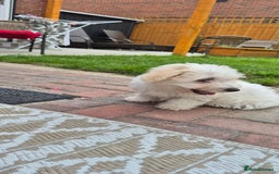 Mixed Breed dogs for sale: Gorgeous little girls in Liverpool - Image 26