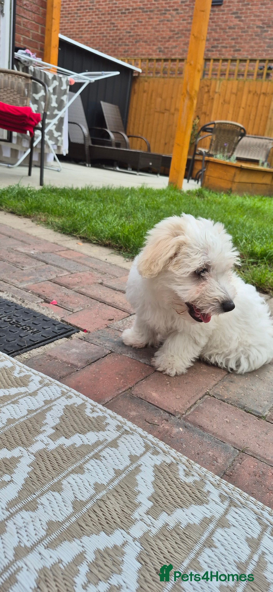 Mixed Breed dogs for sale: Gorgeous little girls in Liverpool - Image 26