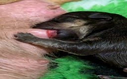 Mixed Breed dogs for sale: Dax Dachshund/Jack Russell  - Image 3