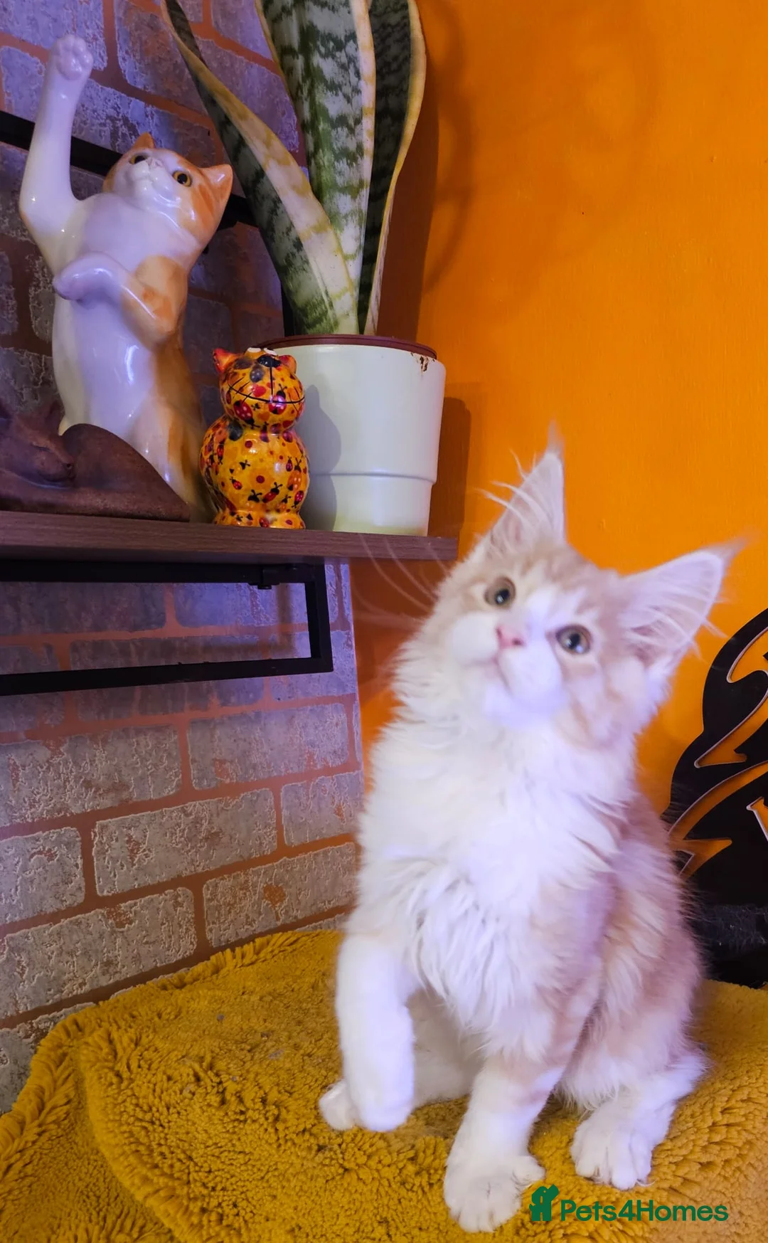 Maine Coon cats for sale: BEAUTIFUL MAINE COON KITTENS FOR SALE - Advert 18